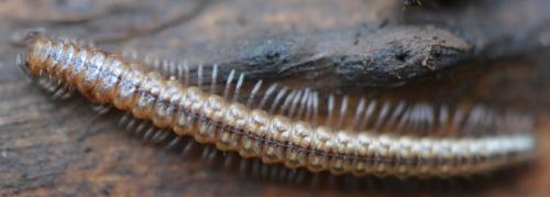 Craspedosoma raulinsii